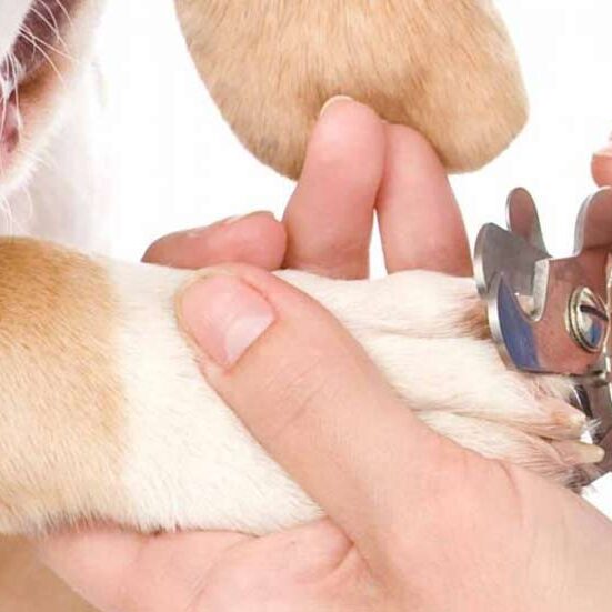 pawdicure-nails-bg