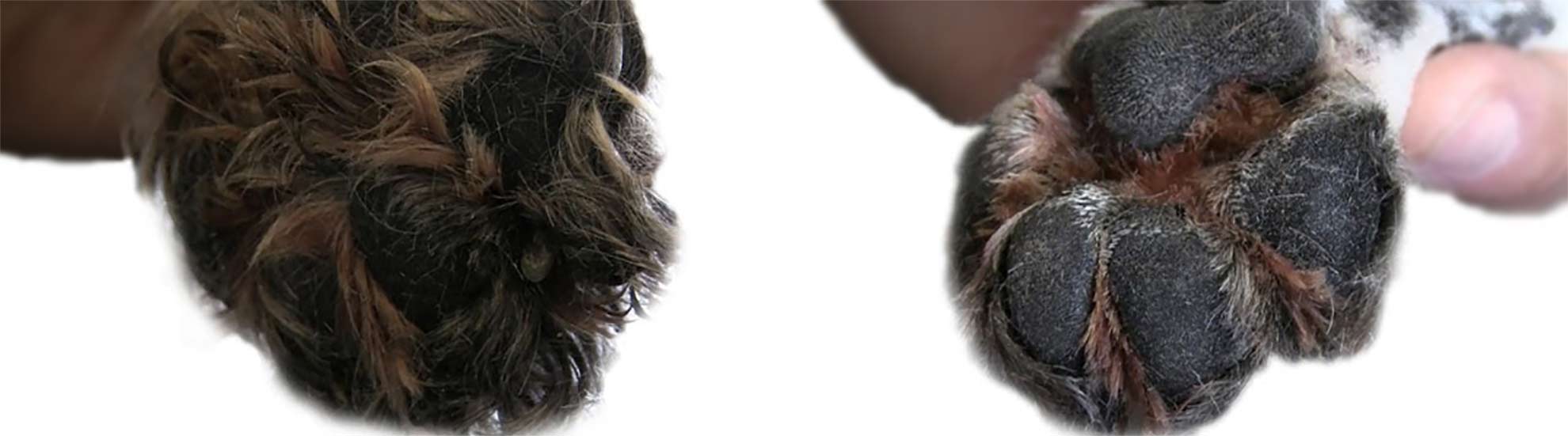 Paw Pads Shave/Trim Pawdicures for Pups